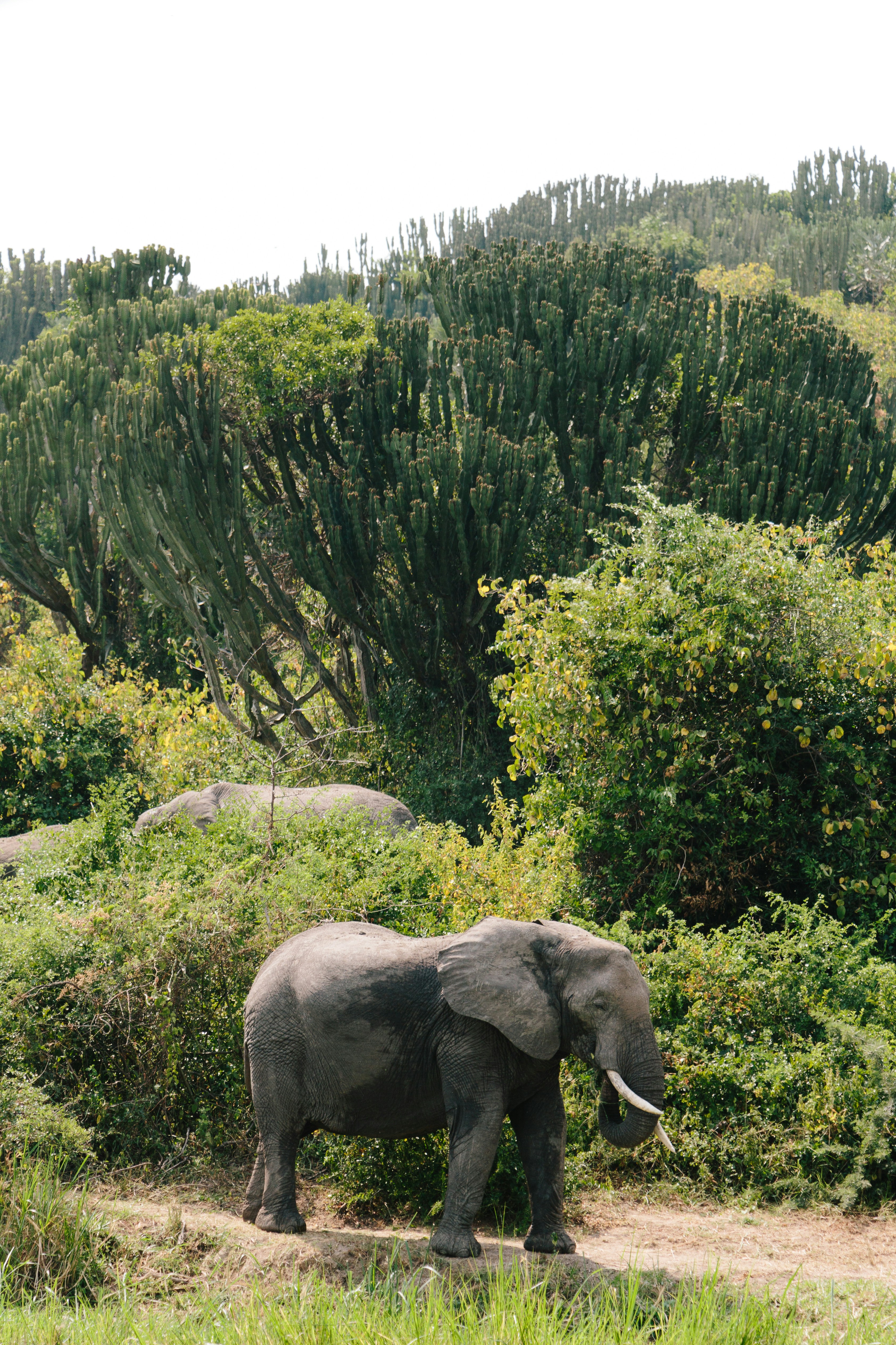 Queen Elizabeth National Park