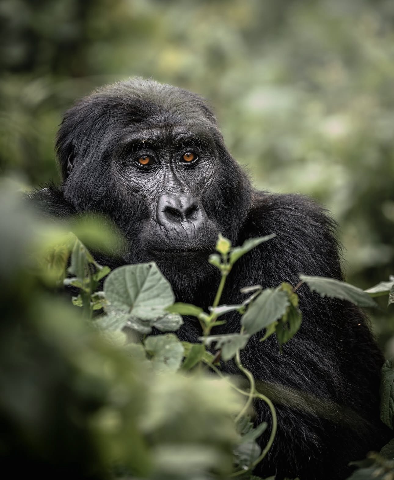 Wildlife Game Drives